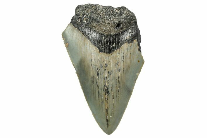 Bargain, Juvenile Megalodon Tooth - North Carolina #342215